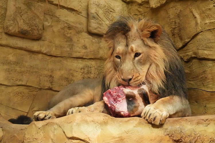 Zoo Ostrava vymění samce lva indického se Zoo Krakov