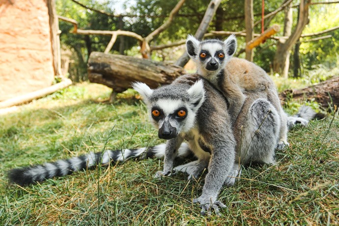 Zoopark Zájezd