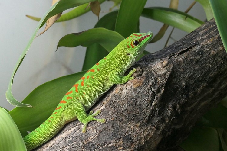 První mláďata roku v Zooparku v Zájezdu jsou barevní gekoni z Madagaskaru!