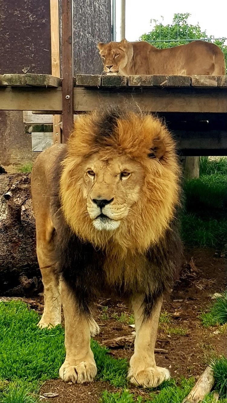 Král s královnou budou vládnout z modernizovaného paláce. Lvi pustinní Simba a Luena z táborské zoologické zahrady letos získají nový moderní výběh. 