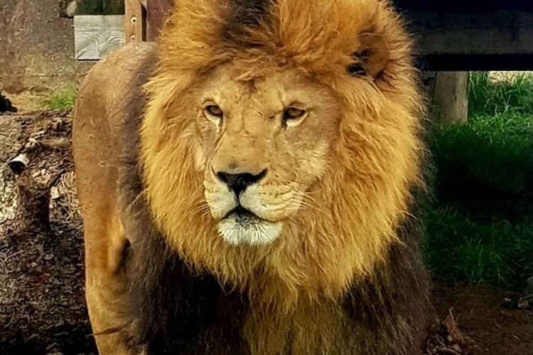 Táborská zoo chystá na letošní rok spoustu novinek. Dokončí záchranné centrum CITES i velkorysý výběh pro lvy a přivítá vzácného bílého lva