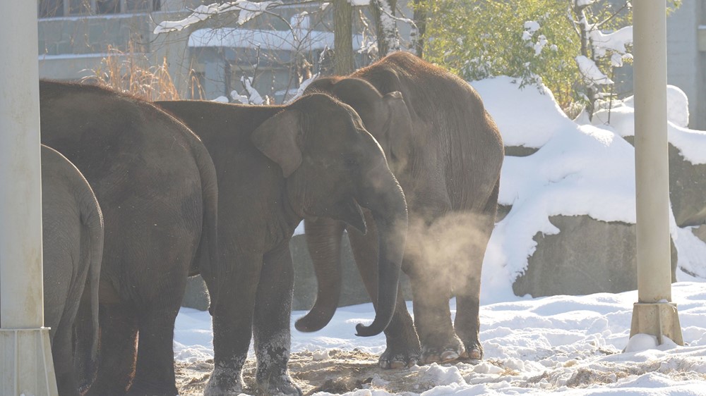 Sloni indičtí žijící v ostravské zoologické zahradě.