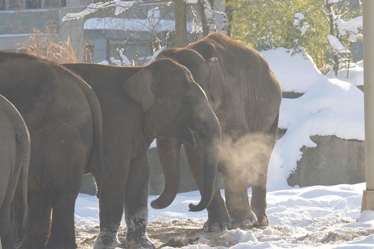 Objevte kouzlo zimní zoo