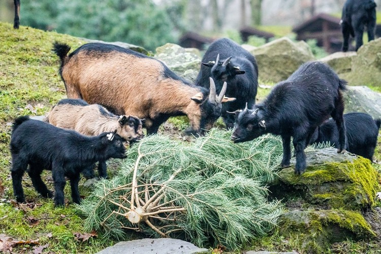 Neprodané vánoční stromky zpestřují jídelníček zvířatům v Zoo Ostrava