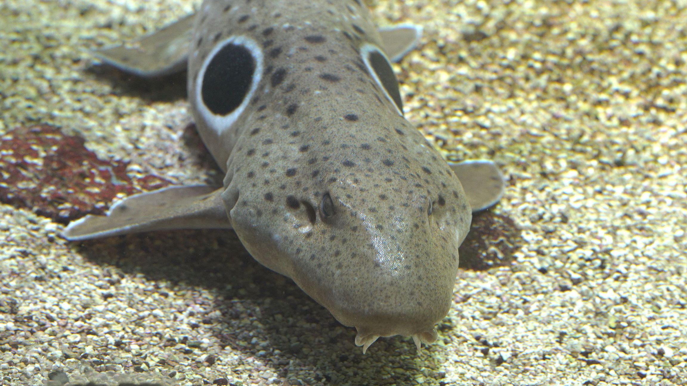 V Zoo Ostrava uvidíte žraloky v různých velikostech – od několika centimetrů až po více než metr!