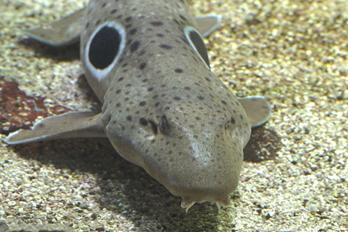 V Zoo Ostrava uvidíte žraloky v různých velikostech – od několika centimetrů až po více než metr!