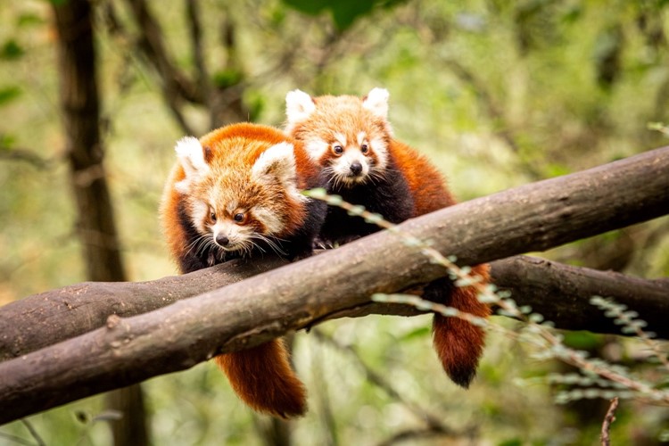 Pandí dvojčata v Zoo Ostrava už objevují venkovní výběh