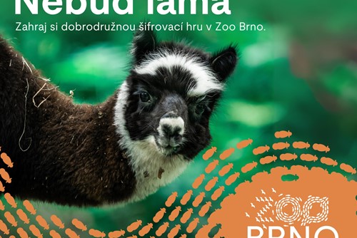 Nebuď lama, brněnská zoo spouští novou šifrovací hru pro celou rodinu