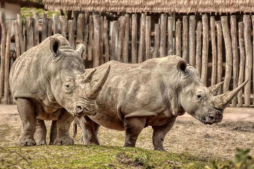 Zoo Zlín očekává narození prvního mláděte nosorožce tuponosého jižního v historii