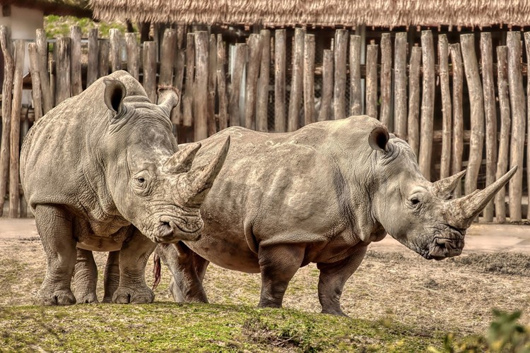 Zoo Zlín očekává narození prvního mláděte nosorožce tuponosého jižního v historii