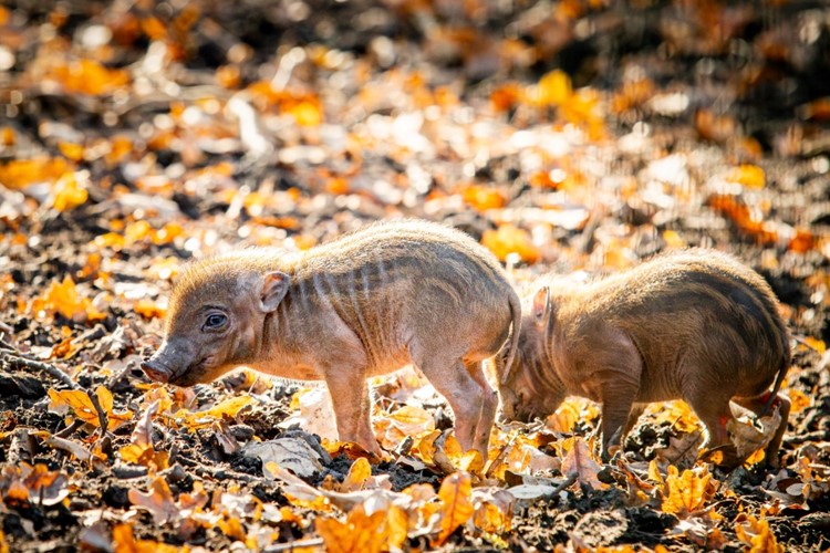 Mláďata kriticky ohrožených prasat z Filipín v Zoo Ostrava
