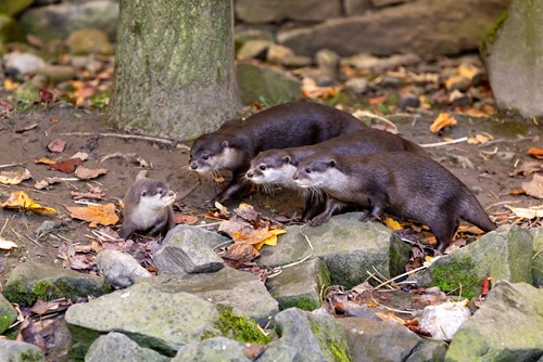 Noviny z vydří rodiny v Zoo Ostrava