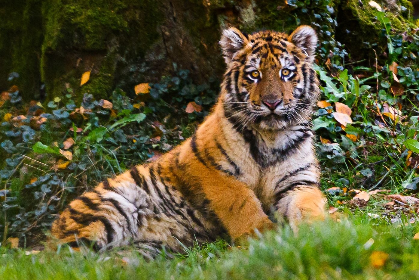 Zoo Zlín se raduje, mládě tygra ussurijského skvěle zvládlo těžší start do života