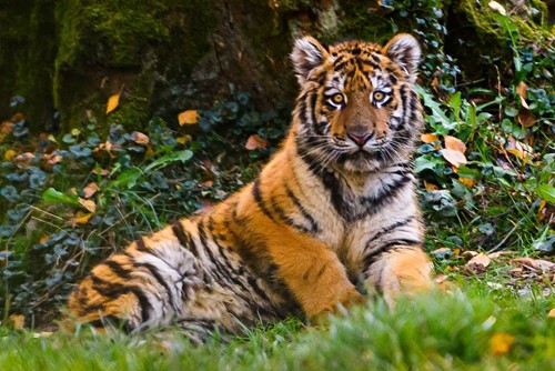 Zoo Zlín se raduje, mládě tygra ussurijského skvěle zvládlo těžší start do života