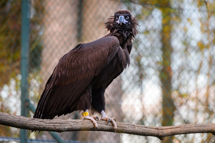 Zoo Zlín 15 let vrací supy do volné přírody, k vypuštění předala již 26 těchto ohrožených dravců
