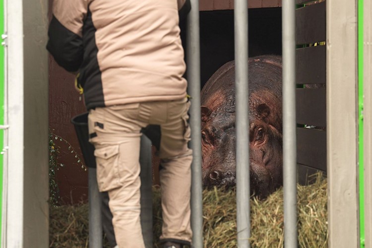 Z Karlsruhe do Ostravy, z Ostravy do Berlína – výměna hrochů v Zoo Ostrava 