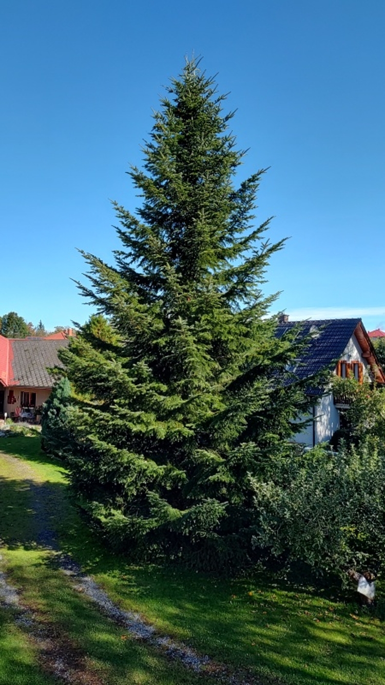 Vánoční strom na Havlíčkově náměstí bude pocházet z Olešné, Brielle ozdobí strom z Dobrohostova.