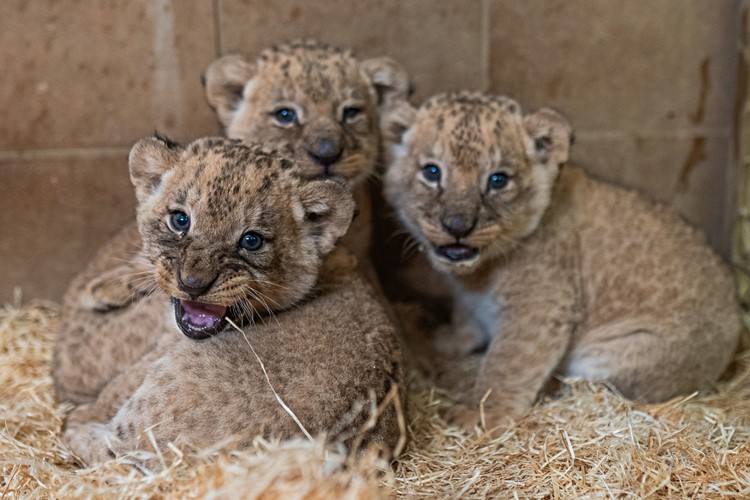 Zlínská zoo se raduje ze tří mláďat lva konžského, jedná se o první odchov lvů v historii zoo