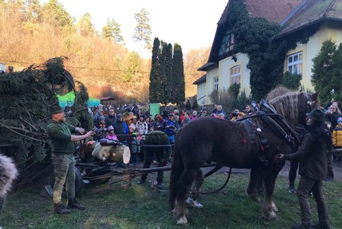Překvapení pro Vás ke 100 leté tradici Vánočního stromu republiky