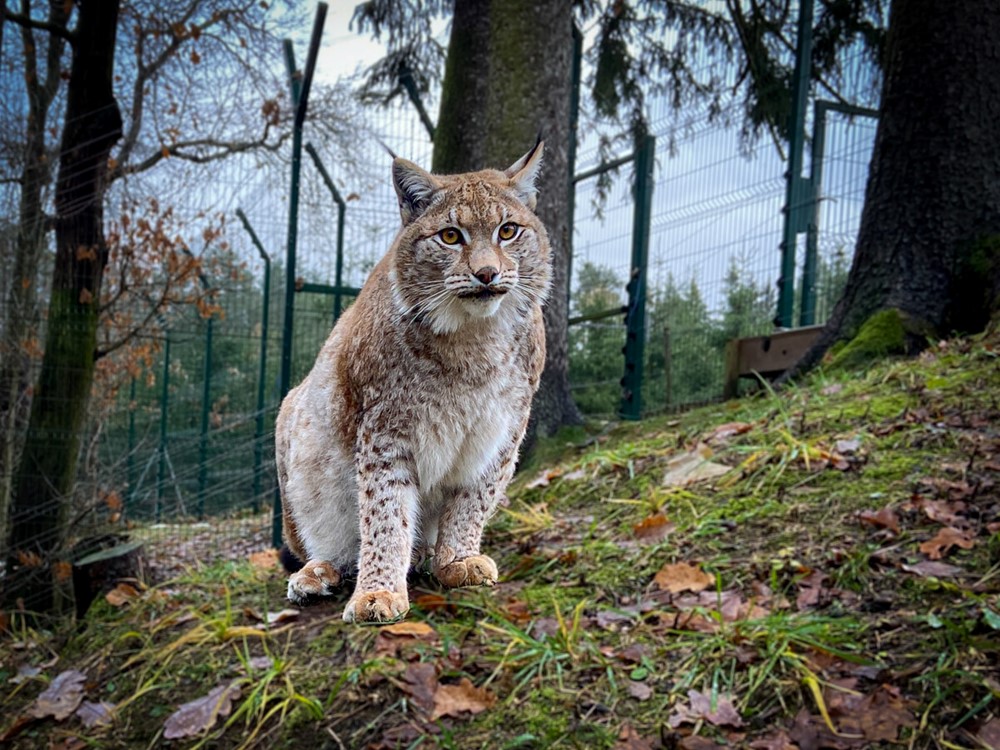 Rysice Zora žijící v táborské zoologické zahradě.