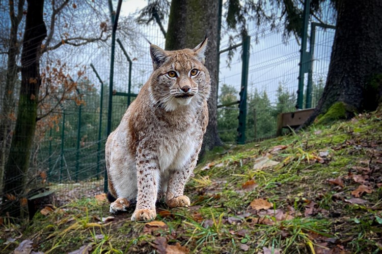 Sedmiletá rysí slečna Zora patří k nejtajemnějším zvířatům táborské zoo