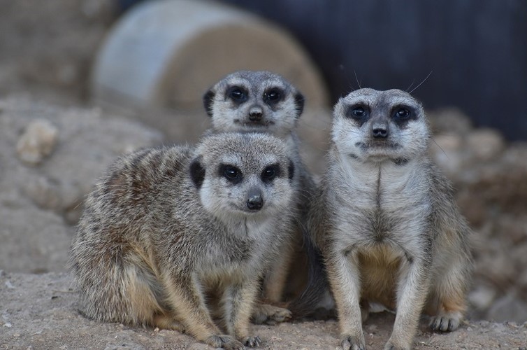 Návštěvníky táborské zoo čeká během jarních prázdnin také komentované krmení surikat. 
