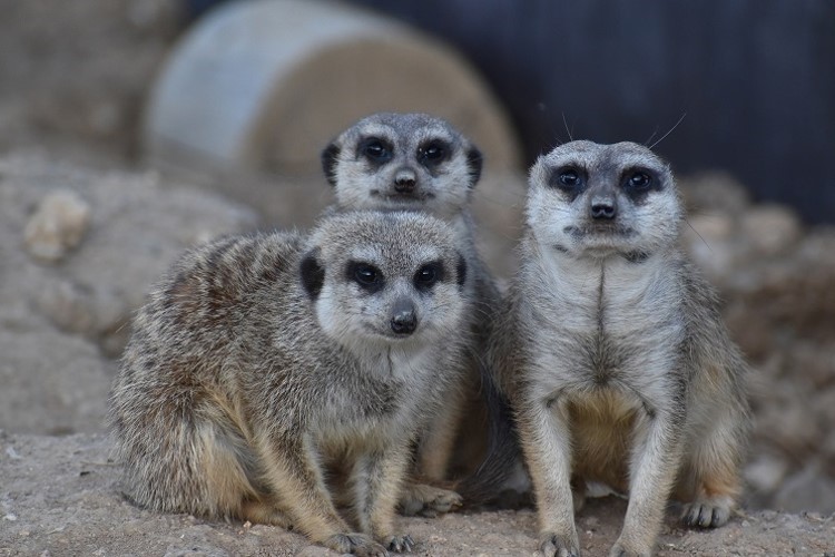 Táborská zoo bude během jarních prázdnin na Táborsku otevřená každý den