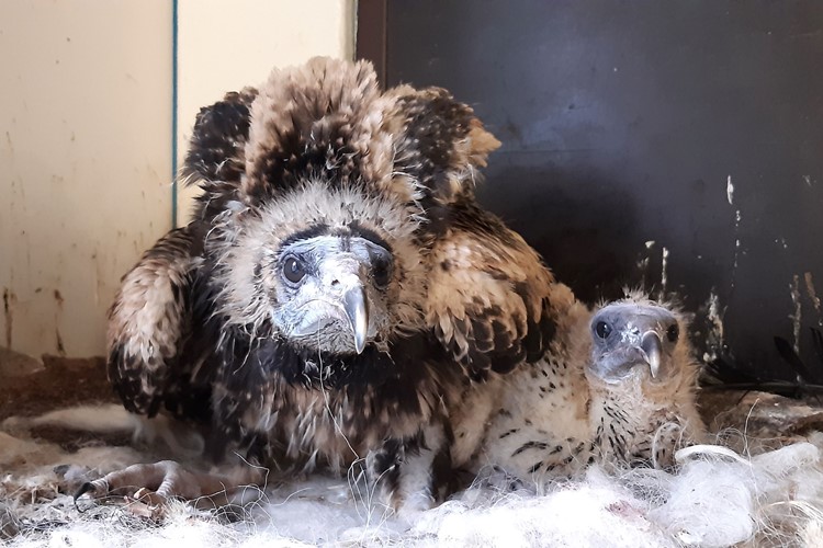 V Zoo Ostrava se podařilo odchovat další mláďata nejohroženějšího supa Evropy