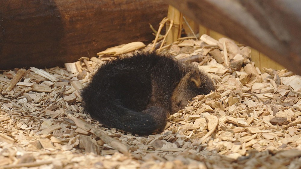 Mládě binturonga žijící v ostravské zoologické zahradě.