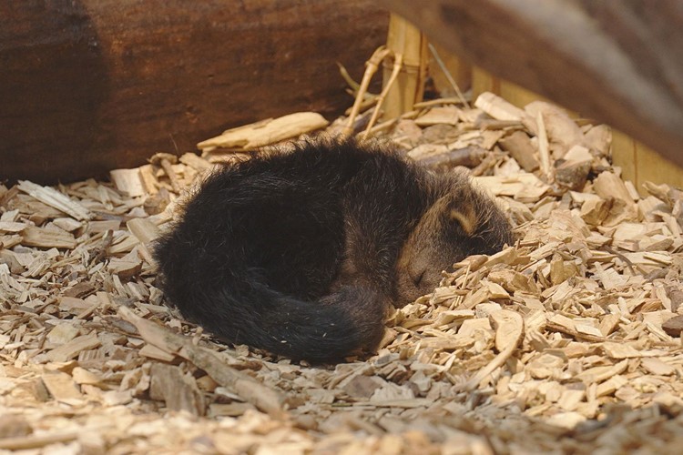 Mládě binturonga v Zoo Ostrava
