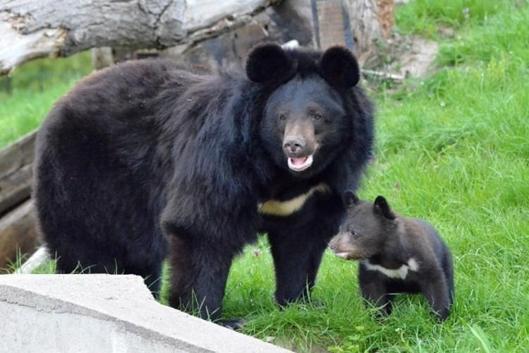 Medvědi v ZOO Chleby ohlašují jaro