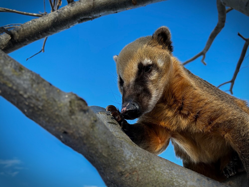 Jeden z nosálů žijící v táborské zoologické zahradě.