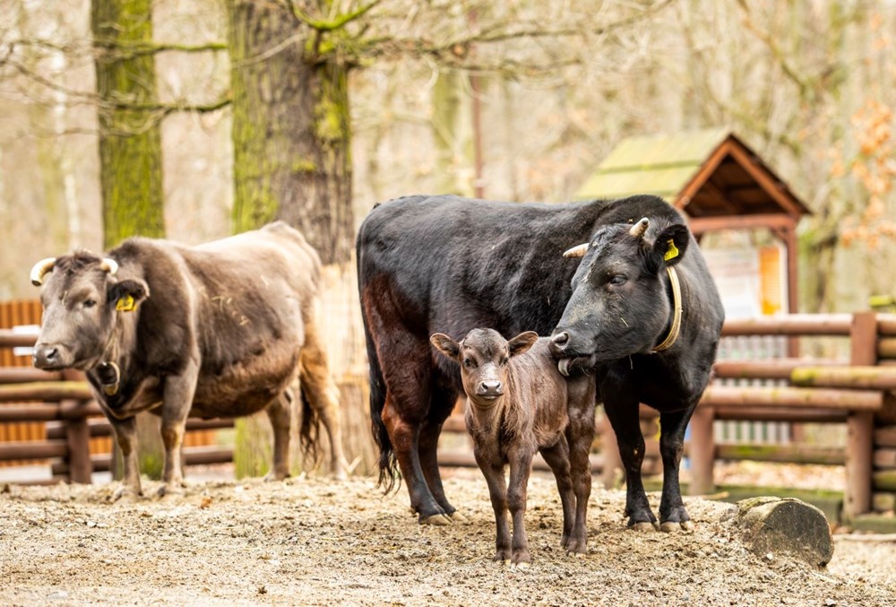 Tur domácí - drahome žijící v ostravské zoologické zahradě.