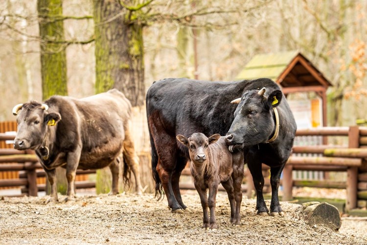 Mláďata domácích zvířat v Zoo Ostrava