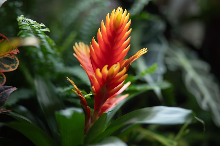 Pestré Velikonoce v rozkvetlé botanické zahradě
