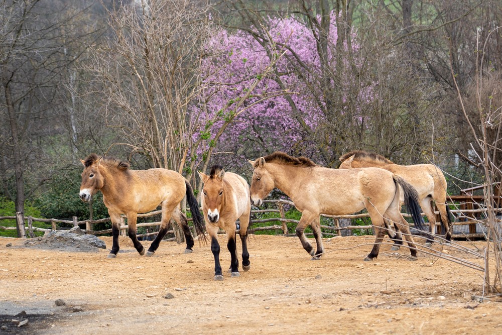 Koně Převalského chová Zoo Praha přes 90 let a hraje klíčovou roli v jeho návratu do mongolských stepí. Poslední divoký kůň světa se letos vrátí i do volné přírody Kazachstánu, avšak nyní se po třech letech vrátil i do Troji. 