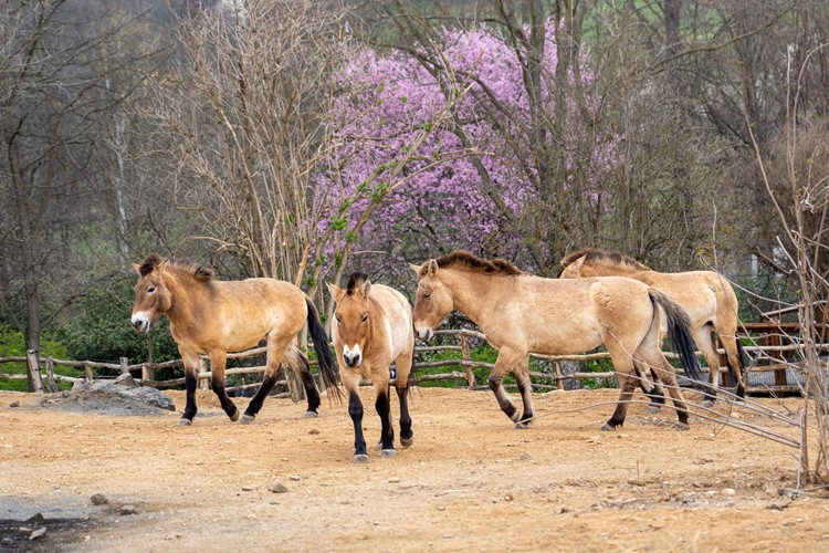 Zoo Praha otevřela expozici Gobi a zahájila svou 93. sezónu