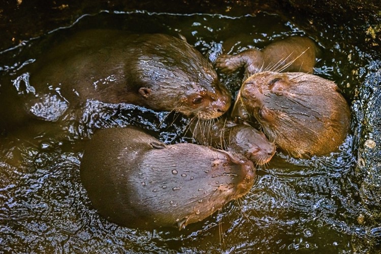 Zlínská zoo dokázala už potřetí odchovat největší vydry na světě