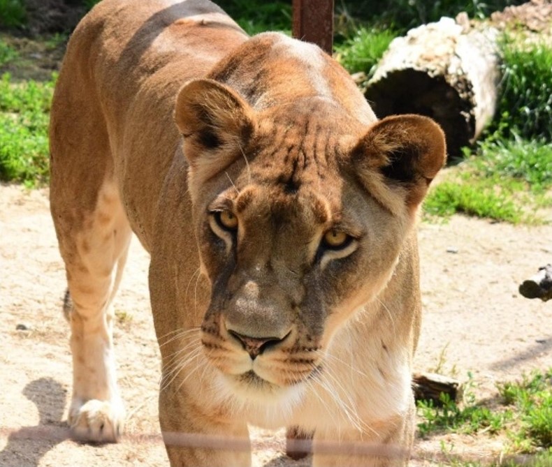 Lvi pustinní Simba a Luena z táborské zoologické zahrady získali prostornější a modernější domov.