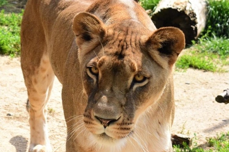 Lvi Simba s Luenou se v táborské zoo dočkali většího domova