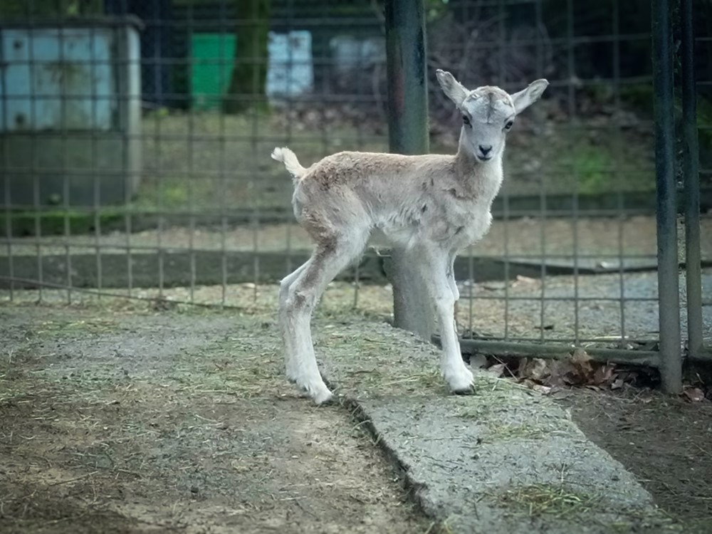 Urial bucharský patří mezi nové obyvatel liberecké zoologické zahrady.
