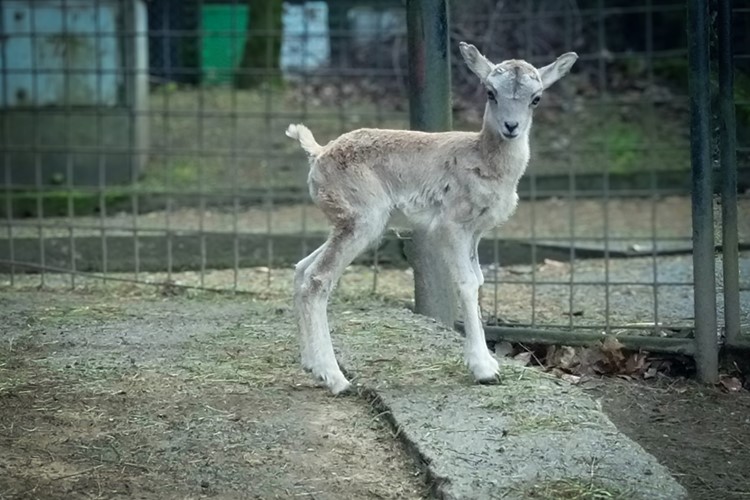 Zoo Liberec vítá na světě nová mláďata. Narodil se malý margay, nosálové bělohubí nebo vzácný urial bucharský