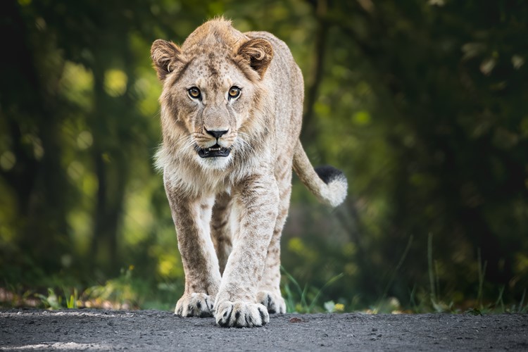 Africké a Lví safari otevřou 4. května. Milovníky čekají stovky afrických zvířat i večerní vyjížďky