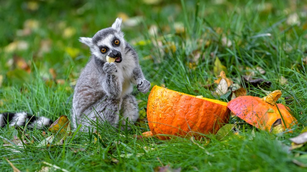 Lemur kata žijící v pražské zoologické zahradě.
