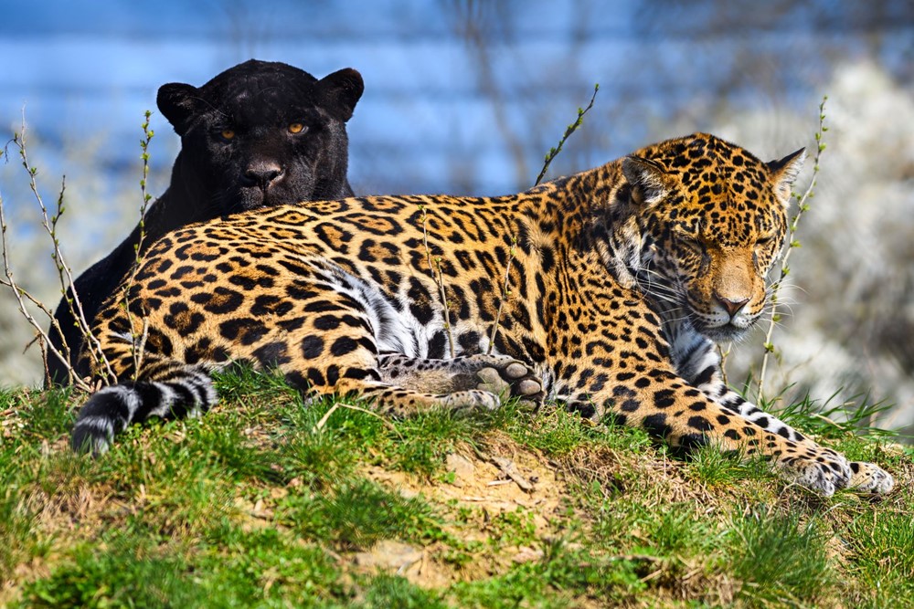 Jaguáři žijící ve zlínské zoologické zahradě.