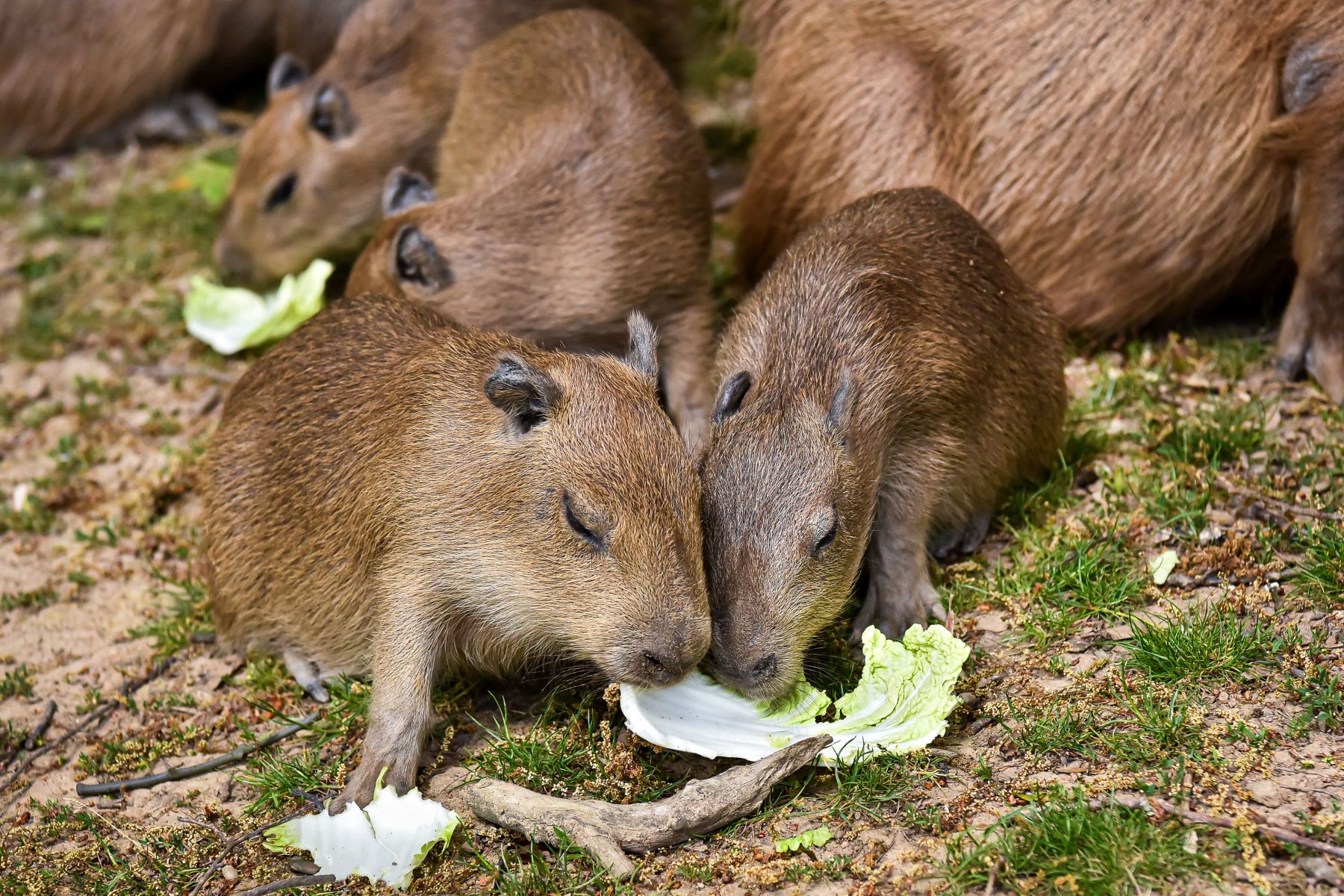 Ve zlínské zoo návštěvníci uvidí 6 mláďat kapybary, největšího hlodavce na světě