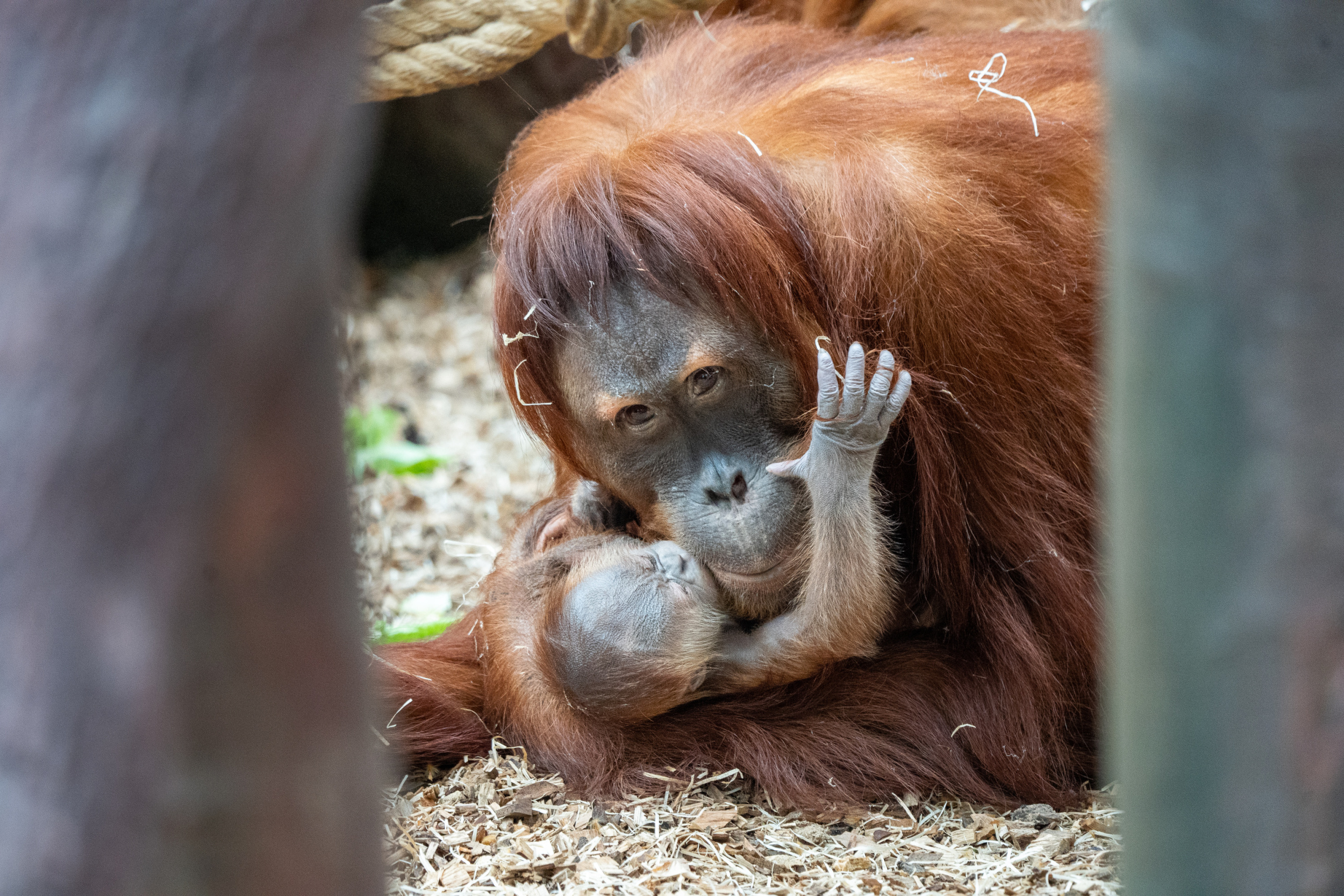 V Zoo Praha se narodil orangutan. Pavilon zůstává otevřený pro veřejnost