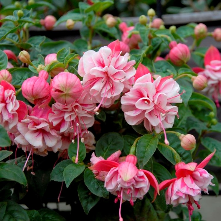 Fuchsie v Buchlovicích – každoroční tradiční výstava fuchsií