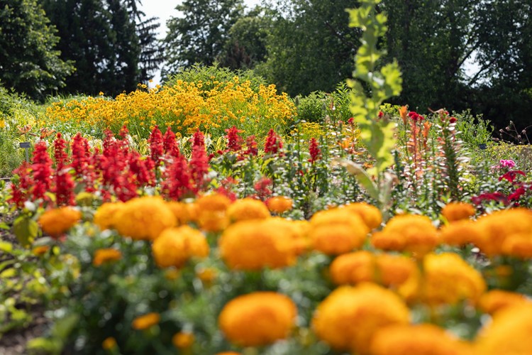 Botanická zahrada v Troji připravila na léto pestrý program