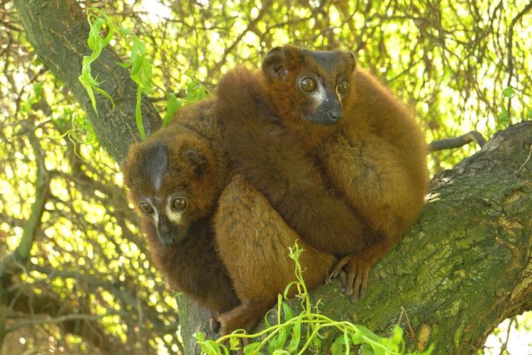 Prázdniny v Zoo Ostrava: Prodloužená otvírací doba a rozšíření komentovaných setkání
